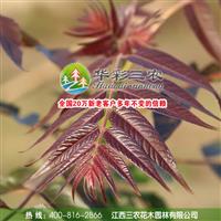 優(yōu)秀的園林樹種-紅葉臭椿 出售紅葉臭椿 批發(fā)紅葉臭椿小苗