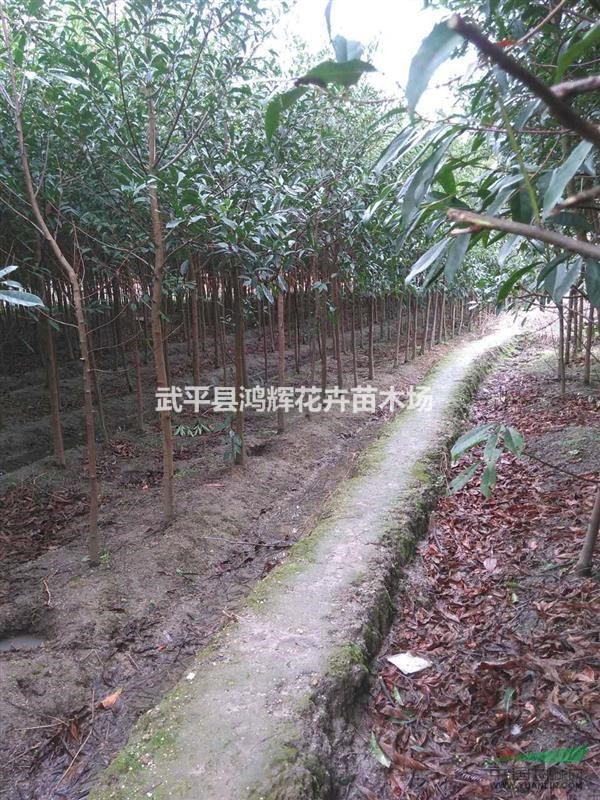 福建杜英種植基地,3公分以上杜英價格優(yōu)惠