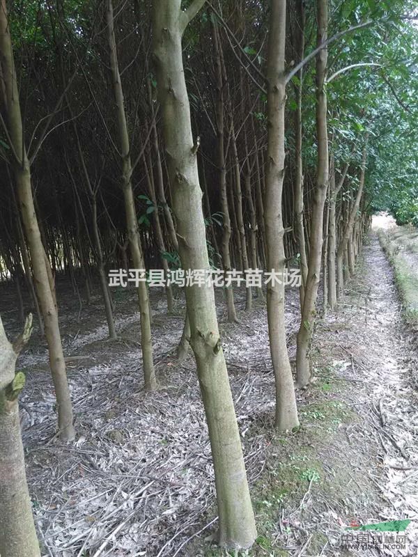 福建杜英種植基地,3公分以上杜英價格優(yōu)惠