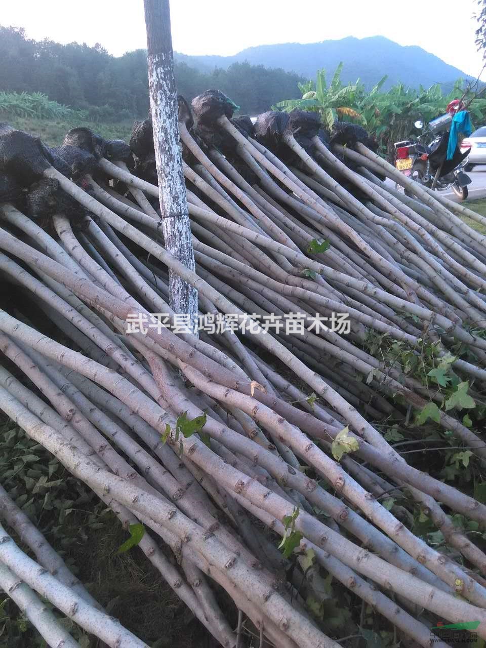 福建楓香種植基地,楓香量大優(yōu)惠