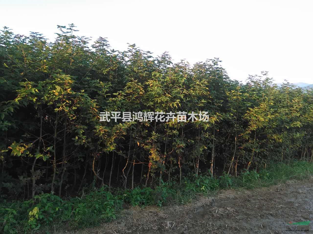 福建楓香種植基地,楓香量大優(yōu)惠