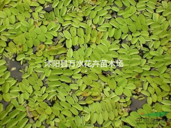 水生植物，槐葉萍，凈化水質(zhì) 槐葉萍低價(jià)格 報(bào)價(jià)