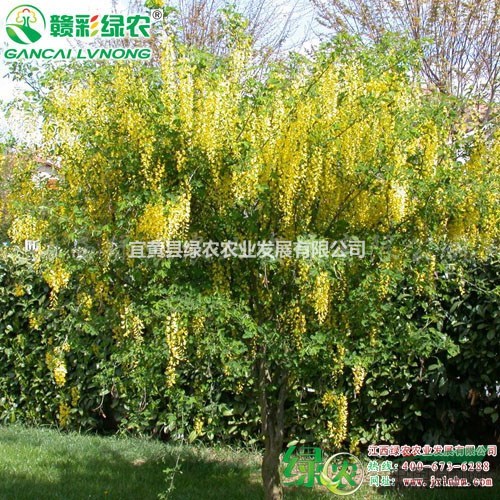 蘇格蘭金鏈樹 蘇格蘭金鏈樹育苗技術(shù) 蘇格蘭金鏈樹園林綠化