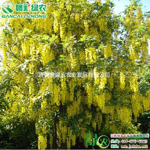 蘇格蘭金鏈樹 蘇格蘭金鏈樹育苗技術(shù) 蘇格蘭金鏈樹園林綠化
