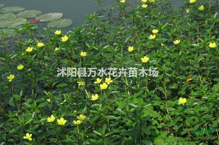 黃花水龍水生植物黃花水龍是多年生挺水型草本植物