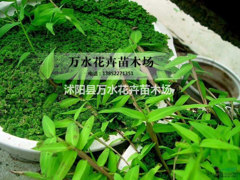 水面植物，水禾，浮萍植物 凈化水質(zhì) 污水處理