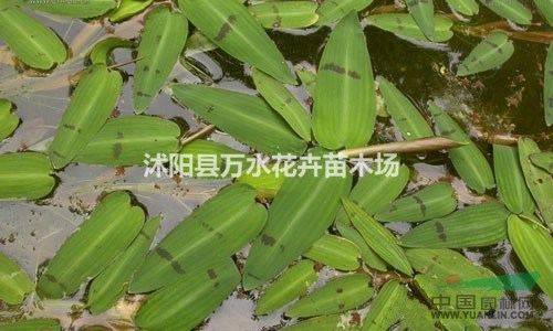 水面植物，水禾，浮萍植物 凈化水質(zhì) 污水處理