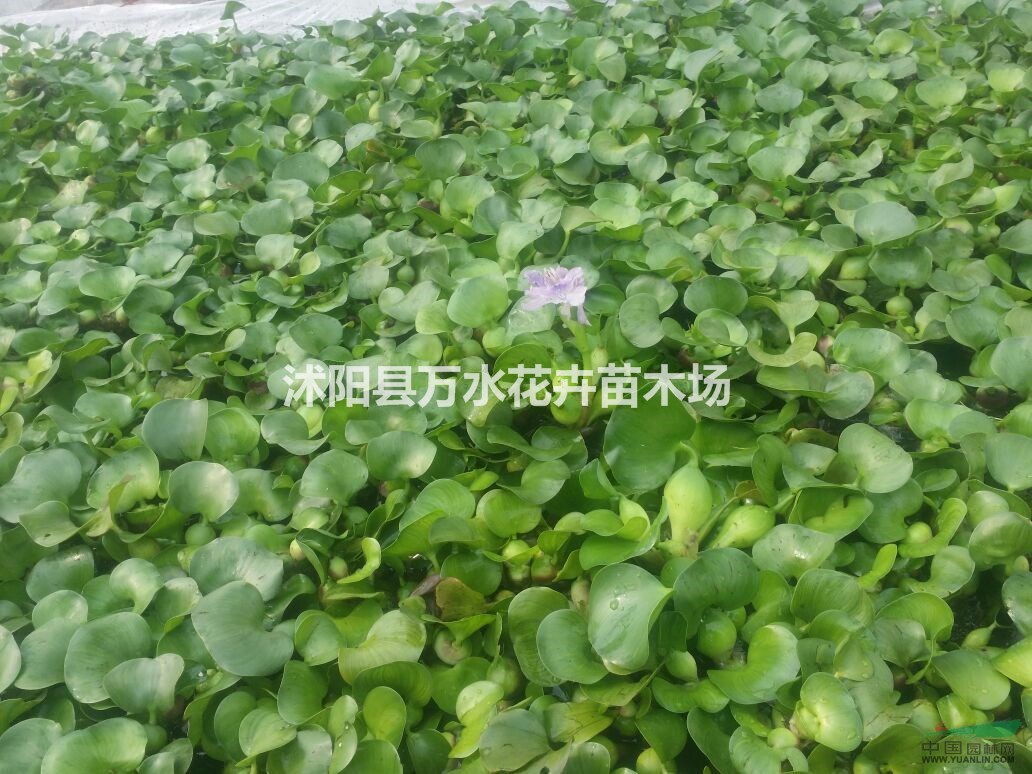 水葫蘆苗鳳眼蓮水面植物池塘造景植物凈化水質(zhì)水生花卉水生植物