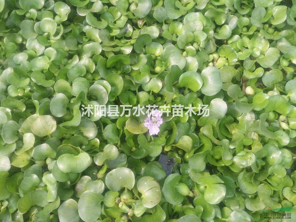 水葫蘆苗鳳眼蓮水面植物池塘造景植物凈化水質(zhì)水生花卉水生植物