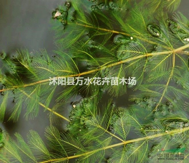 沉水植物穗花狐尾藻水生植物凈化水質(zhì)污水處理