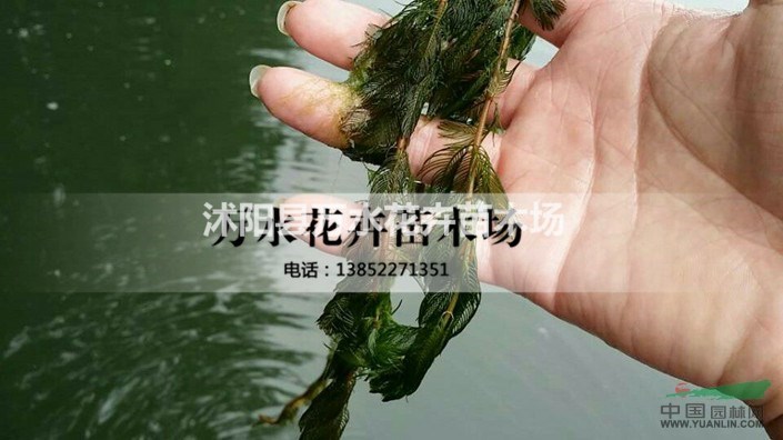 沉水植物穗花狐尾藻水生植物凈化水質(zhì)污水處理