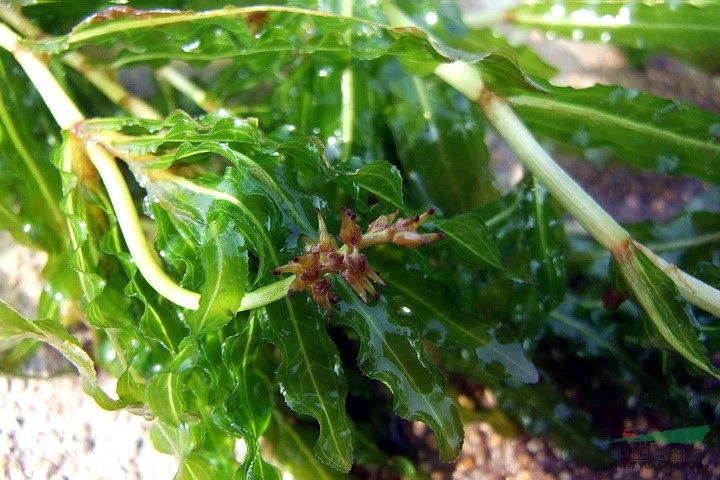沉水植物菹草苗凈化水質(zhì)水生花卉池塘綠化造景