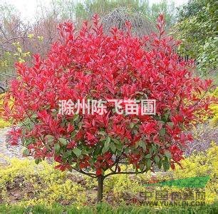 安徽批發(fā)紅葉石楠，紅葉石楠小苗，紅葉石楠圖片