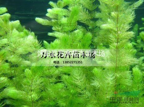 沉水植物金魚藻魚缸造景池塘綠化凈化水質(zhì)