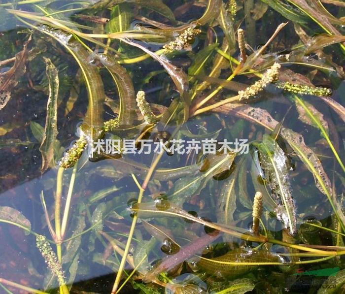 馬來(lái)眼子菜植物沉水植物水草凈化水質(zhì)芋頭專用