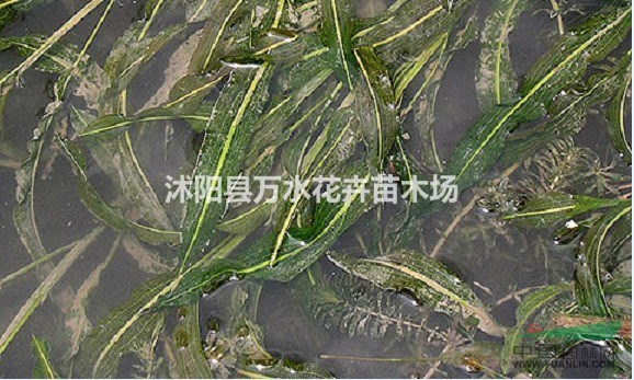 馬來(lái)眼子菜植物沉水植物水草凈化水質(zhì)芋頭專用