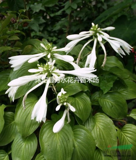 白花玉簪，青葉玉簪小苗，宿根植物