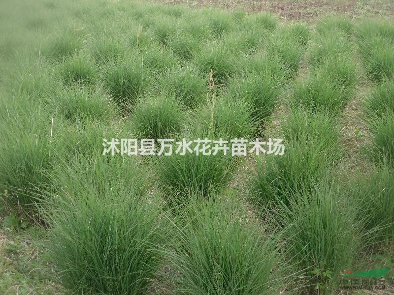 地被植物，細葉芒，芒草，細葉芒觀賞花草觀葉植物