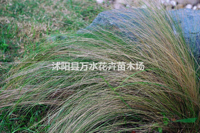 地被植物，細葉芒，芒草，細葉芒觀賞花草觀葉植物