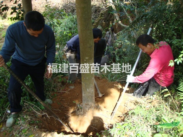 浙江天竺桂、浙江樟、天竺桂批發(fā)