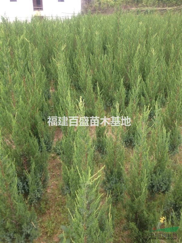 福建塔柏價(jià)格、塔柏批發(fā)、漳州塔柏、塔柏基地