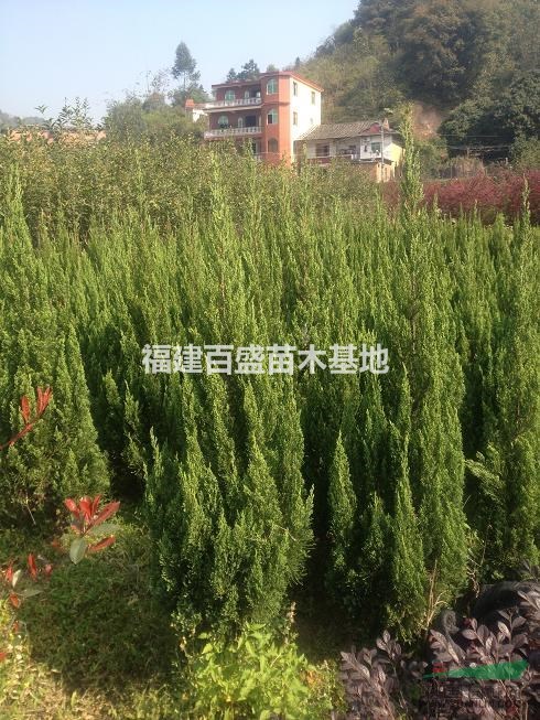 福建塔柏價(jià)格、塔柏批發(fā)、漳州塔柏、塔柏基地