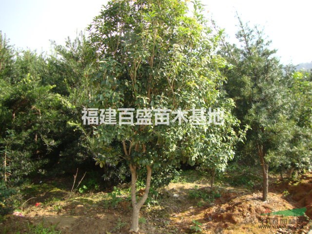 2016四季桂價(jià)格，綠籬四季桂，福建四季桂基地