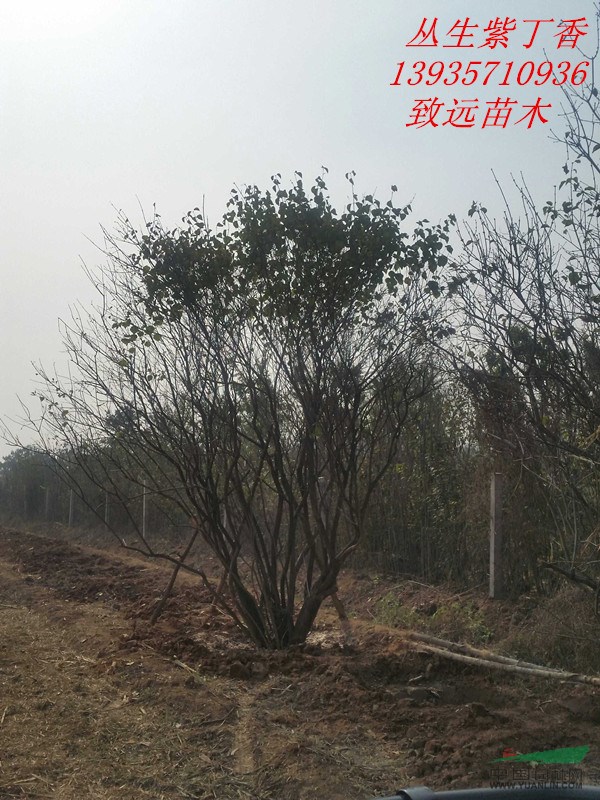 紫丁香