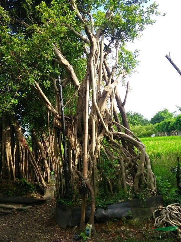 福建漳州漳浦沙西榕樹開發(fā)區(qū)