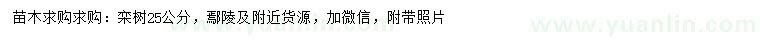 求購25公分欒樹