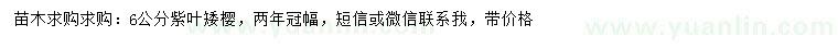求購6公分紫葉矮櫻