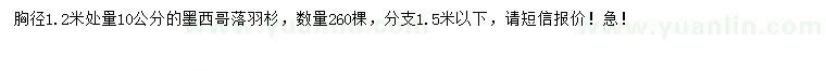求購1.2米量10公分墨西哥落羽杉