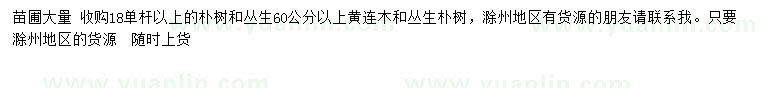 求購樸樹、叢生黃連木、叢生樸樹