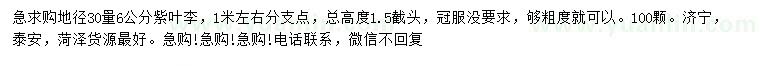 求購地徑30量6公分紫葉李
