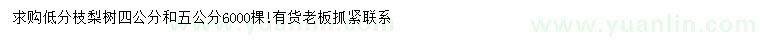 求購(gòu)4、5公分梨樹(shù)