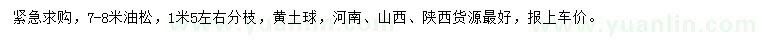 求購7-8米油松