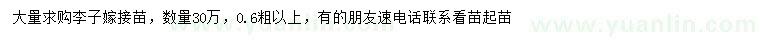 求購0.6公分以上李子苗