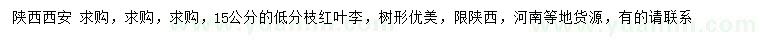 求購15公分紅葉李