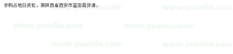 求購白皮松