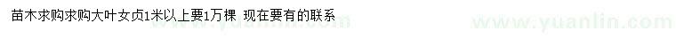 求購(gòu)1米以上大葉女貞