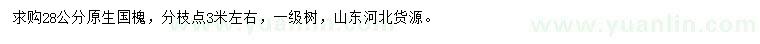 求購28公分國槐