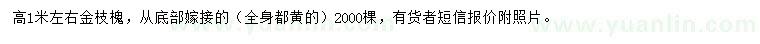 求購(gòu)高1米左右金枝槐