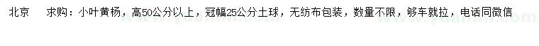 求購高50公分以上小葉黃楊