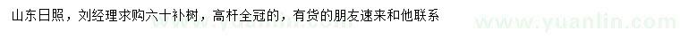 求購60公分樸樹