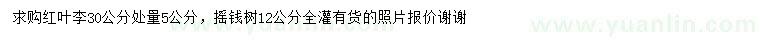 求購(gòu)30公分處量5公分紅葉李、12公分搖錢樹