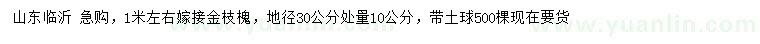 求購1米左右嫁接金枝槐