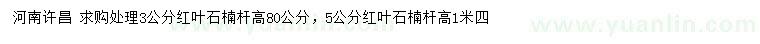 求購3、5公分紅葉石楠