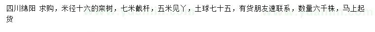 求購米徑16公分欒樹