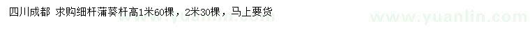 求購桿高1、2米蒲葵