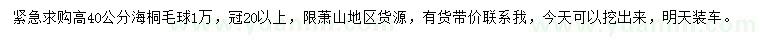 求購(gòu)高40公分海桐毛球